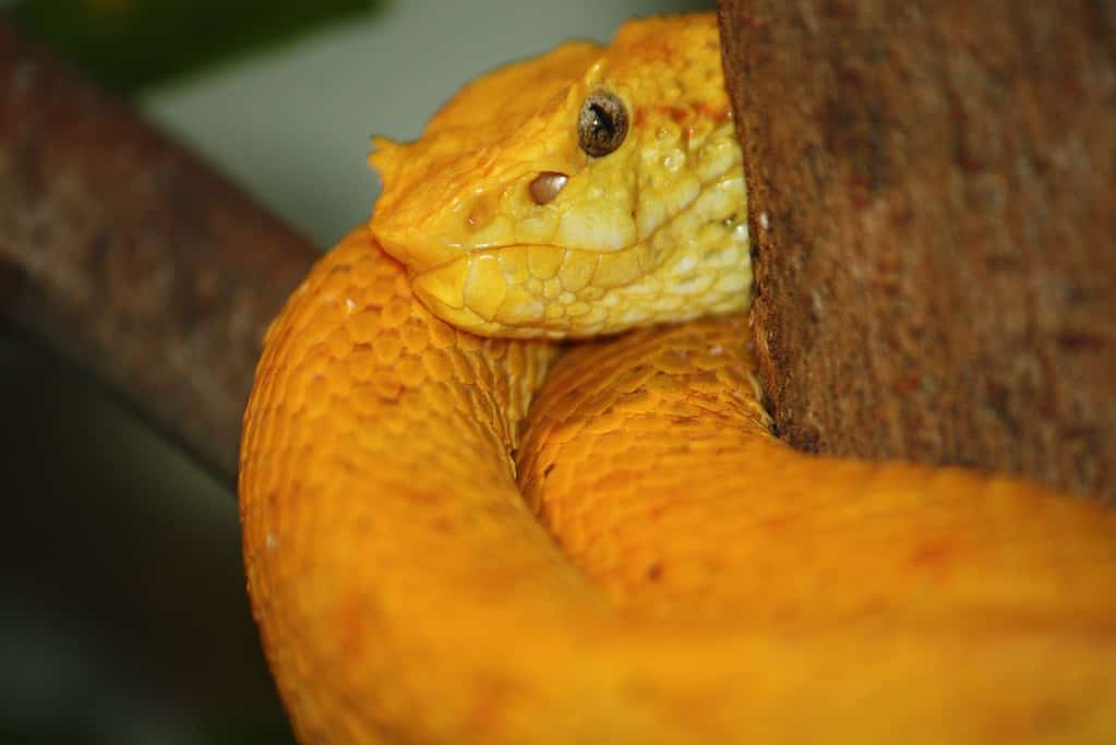 Eyelash Viper - A-Z Animals