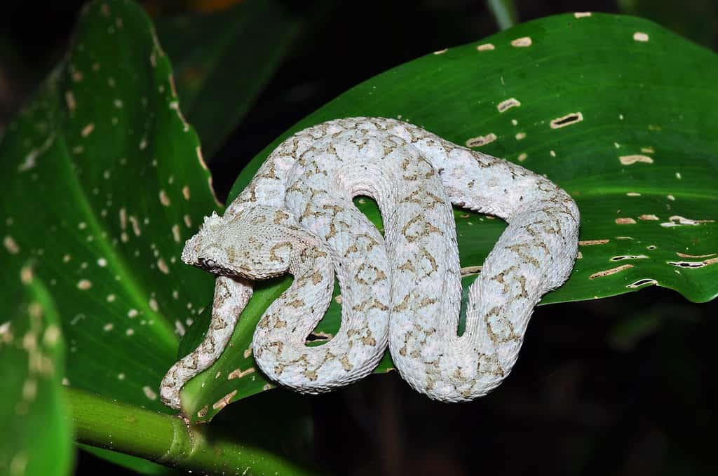 Eyelash viper