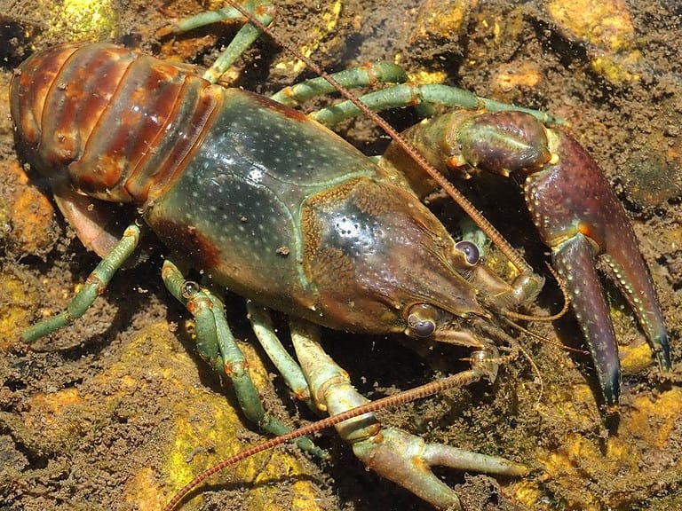 Rusty Crayfish (Faxonius rusticus)