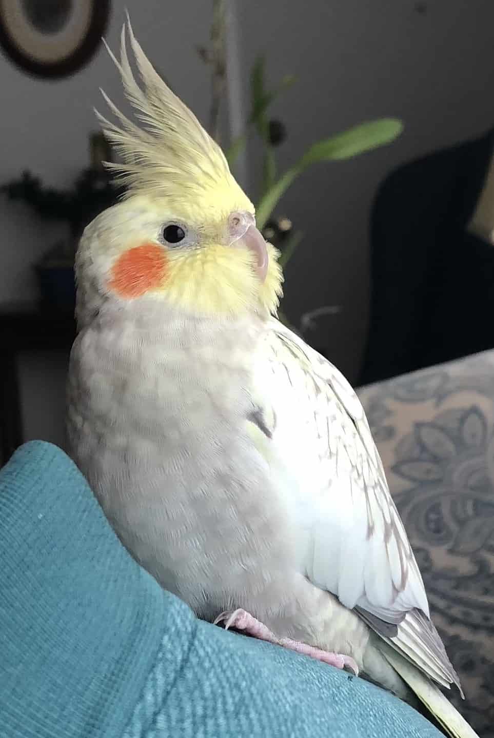 Cockatiel - A-Z Animals