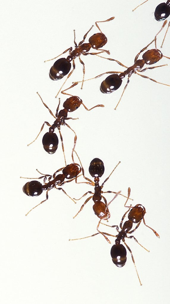 red imported fire ants (Solenopsis invicta)