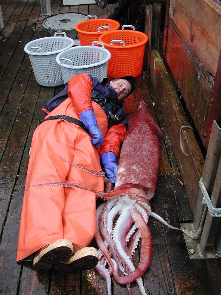 Image of Robust Clubhooked Squid showing fisher lying next to squid to show they are the same size.
