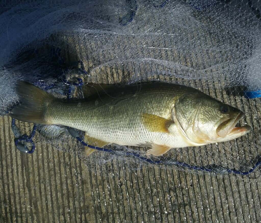 Florida largemouth bass (Micropterus salmoides floridanus)