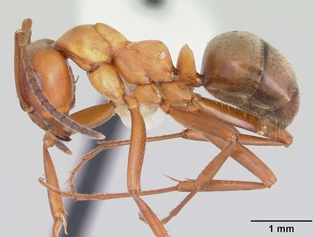 Close-up photo of Formica subintegra emery ant.