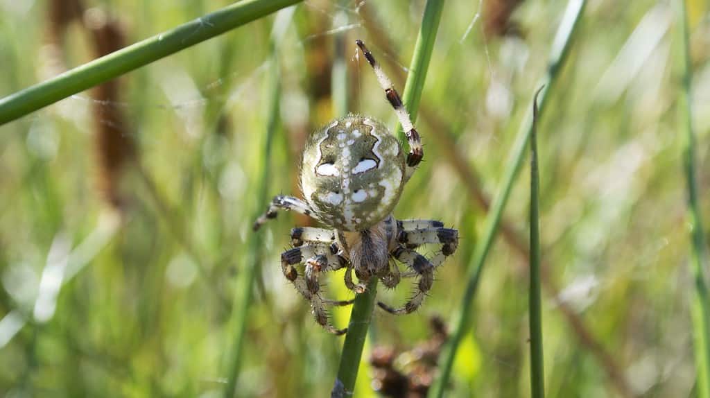 four spot spider