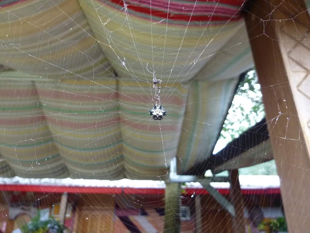 Black and White Spiny Orb Weaver Spider (Gasteracantha kuhli) in Japan