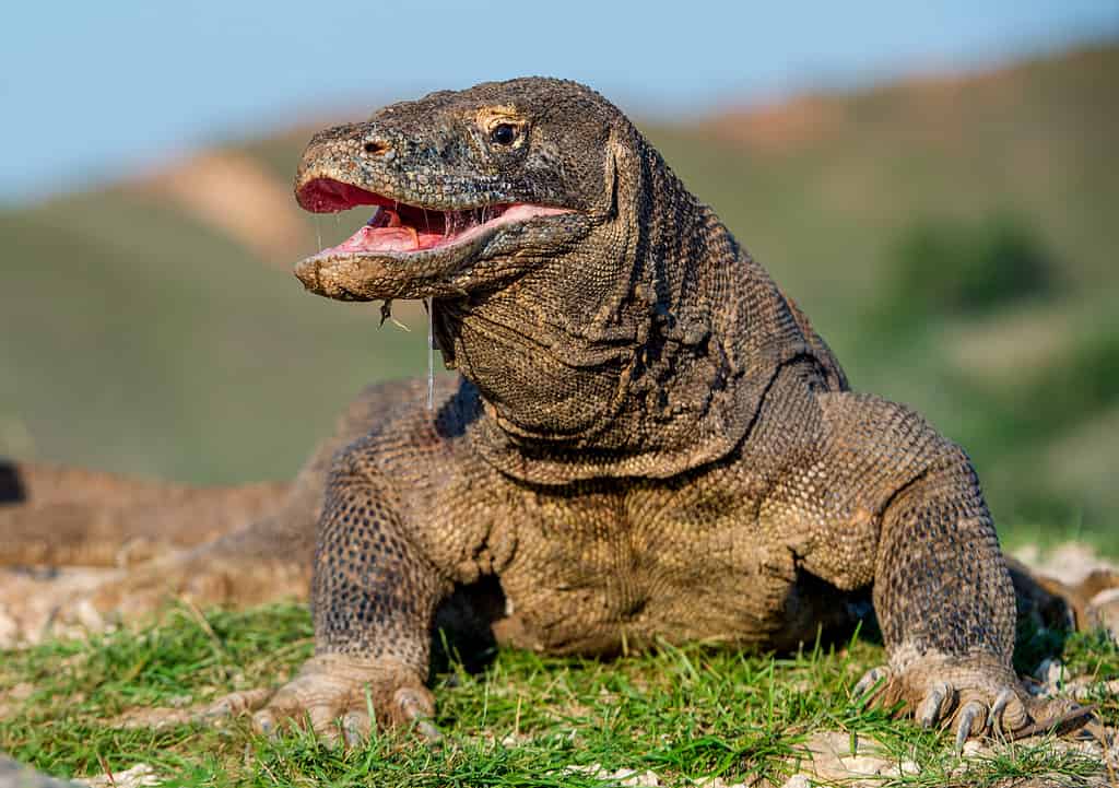 The Komodo dragon raised the head and opened a mouth. Scientific name: Varanus komodoensis, It is the biggest living lizard in the world. Natural habitat. Island Rinca. Indonesia.