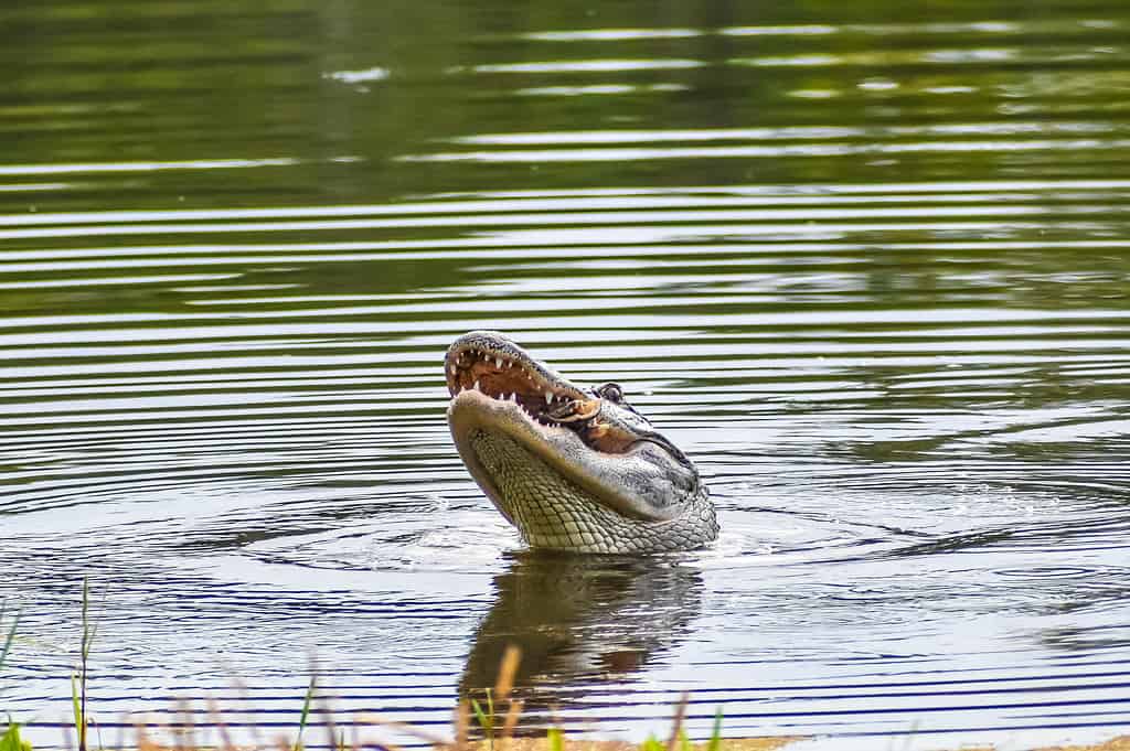 Alligator in Florida catches a turtle and eats it.