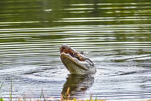 Alligator Hunting in Mississippi: Timing, Locations, Permits, and More! Picture