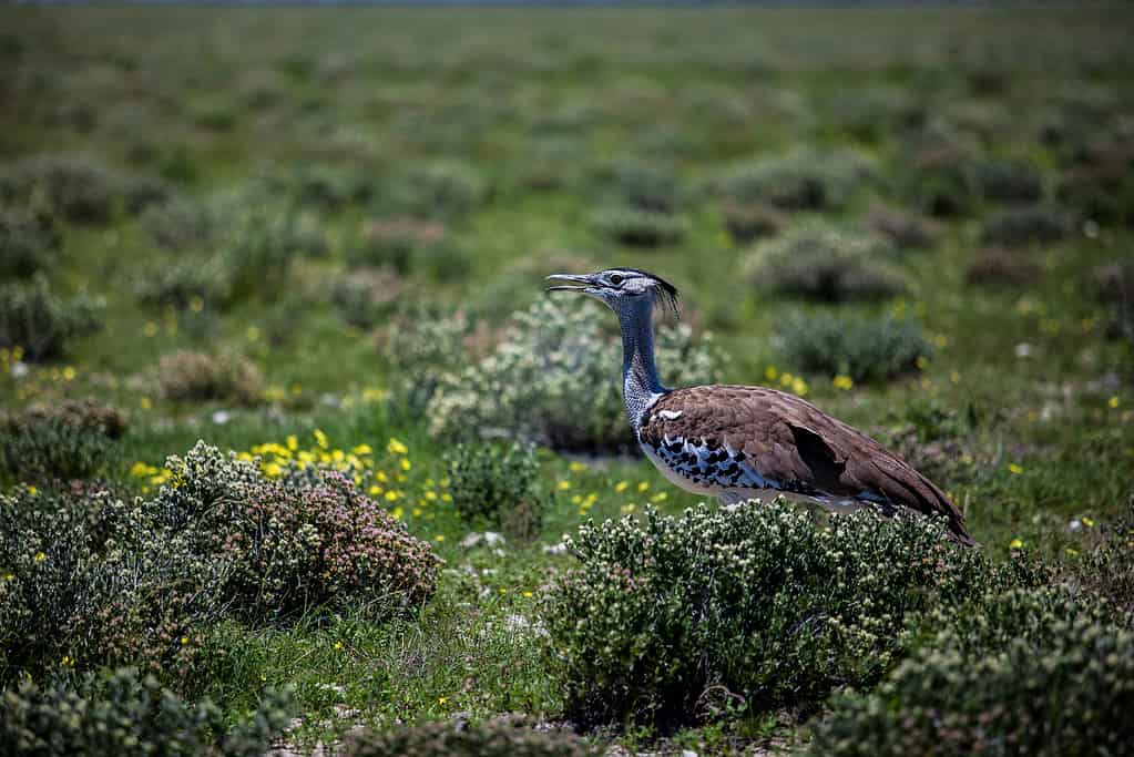 Animal, Animal Wildlife, Animals In The Wild, Bird, Bustard