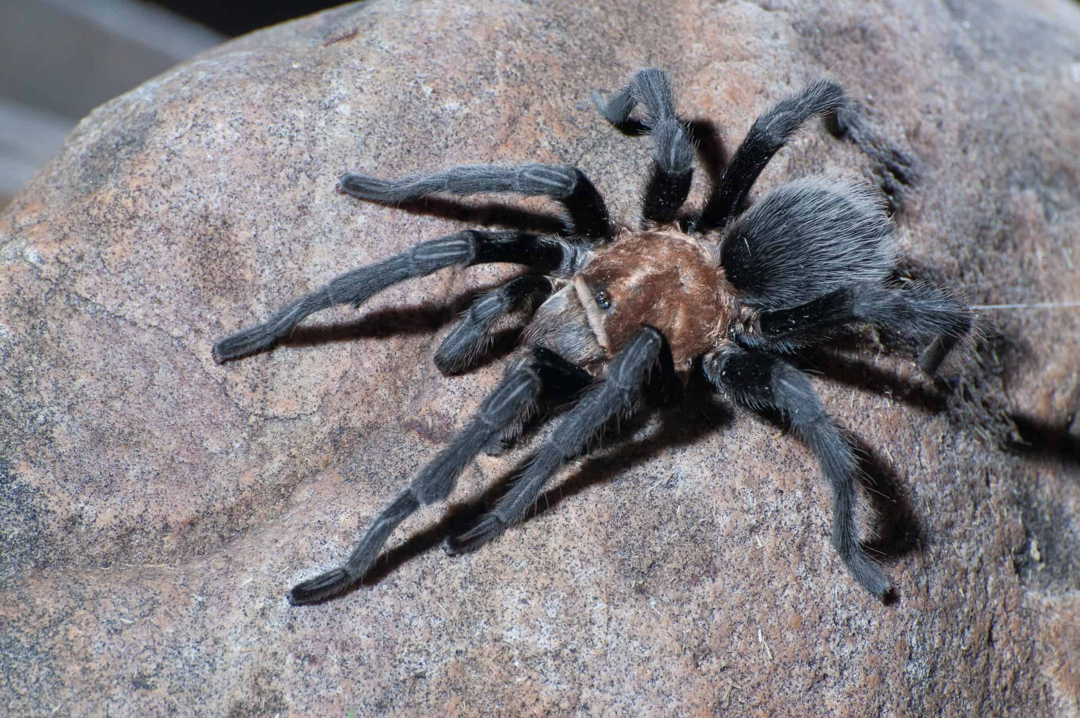 Bluefront tarantula on a brown surface.
