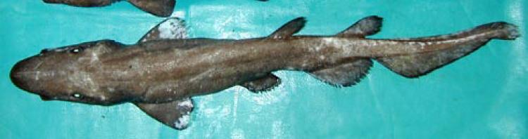 The ghost catshark (Apristurus manis) is a catshark of the family Scyliorhinidae found on the continental slopes in the northwest Atlantic off Massachusetts