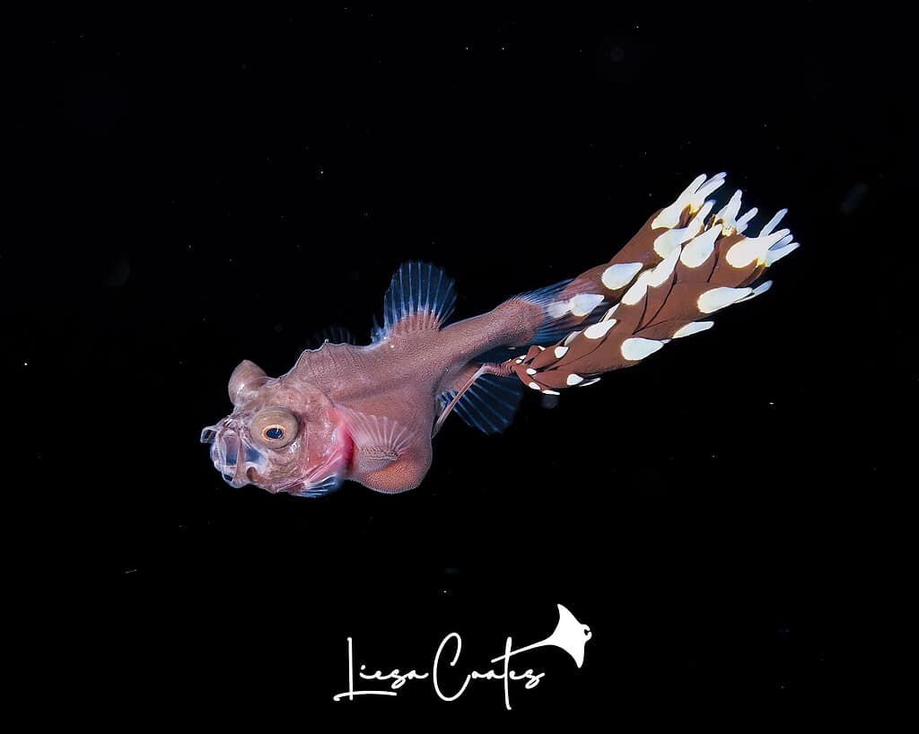 Deepwater Gibberfish found in Cozumel, Mexico