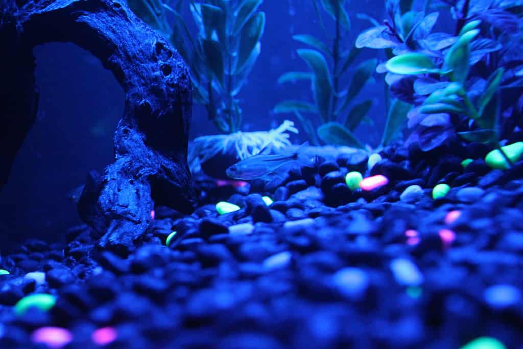 Glowlight tetras get their name from how they look under blacklight.