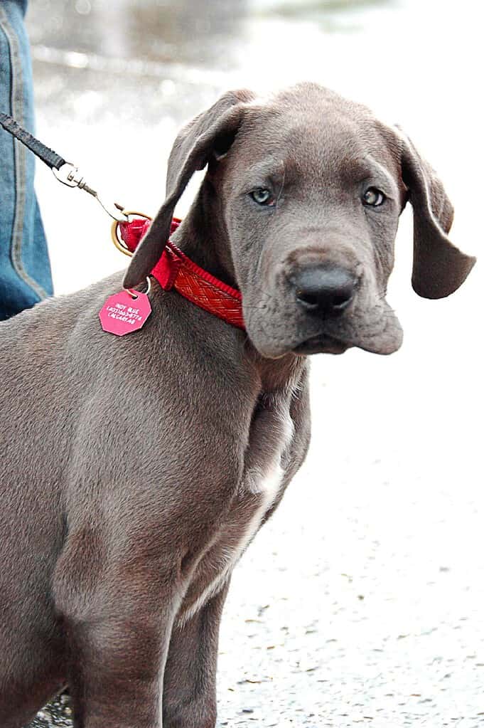 Blue Great Dane puppy