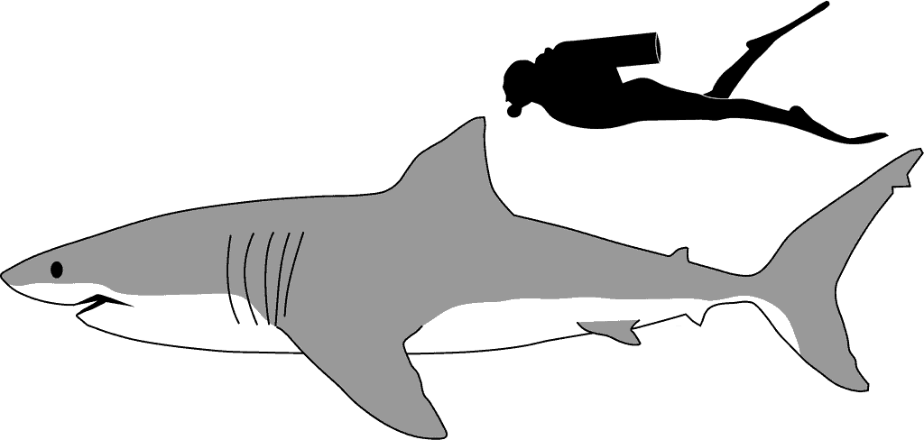 Great whites are roughly triple the size of an adult human.