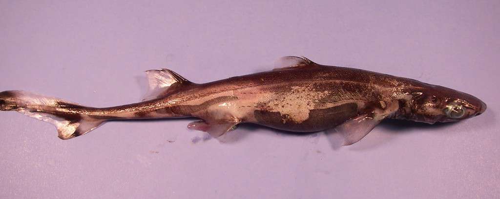 green lanternshark (Etmopterus virens) is a species of dogfish shark