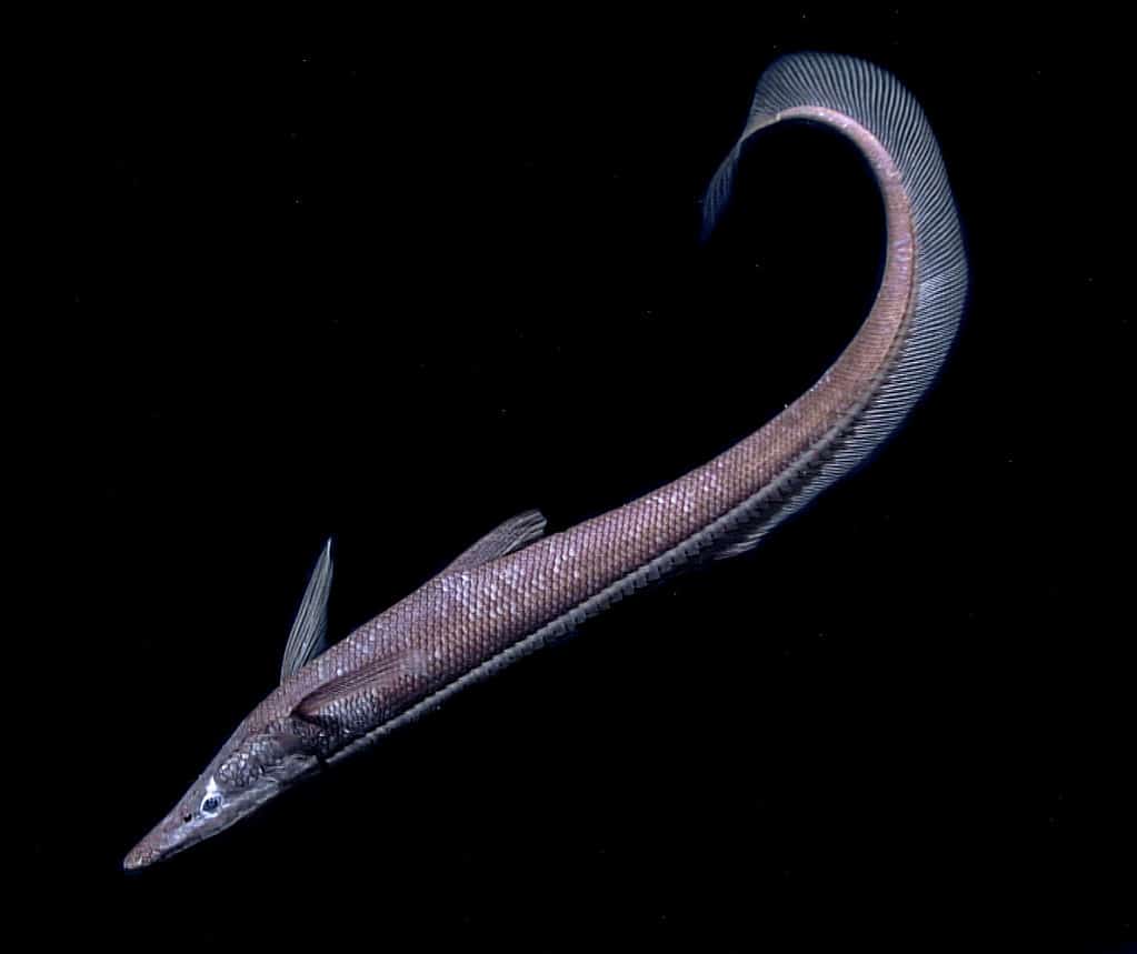 Halosaur fish are present around New England's underwater volcanos.