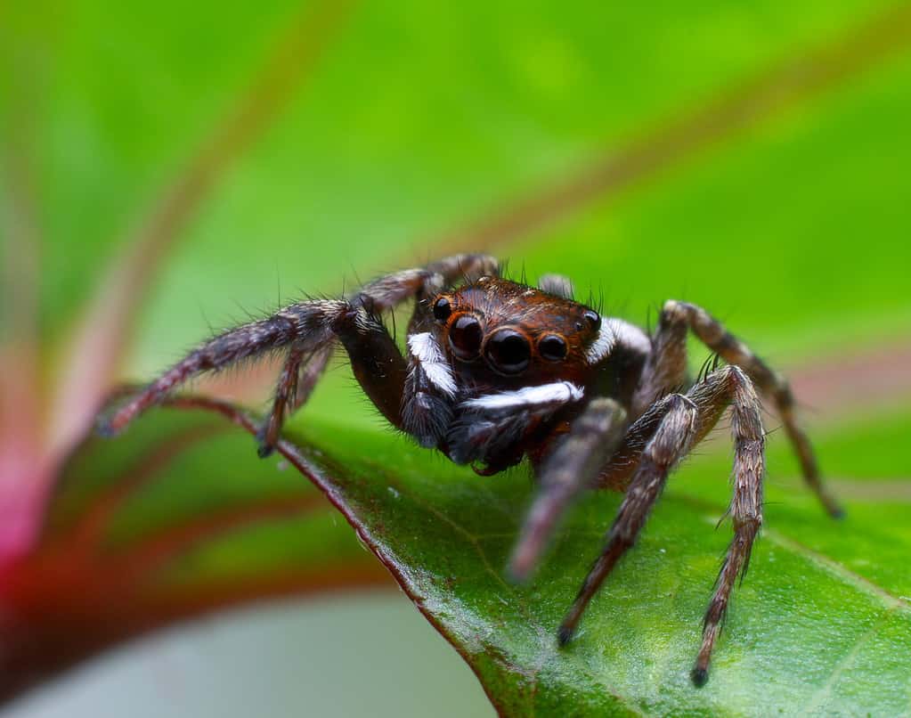 Hasarius adansoni (house jumping spider)