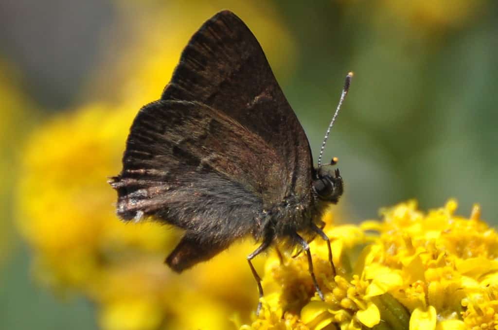 San Bruno Elfin Butterfly is an endangered species found in the San Francisco Bay area.