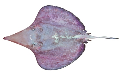 Sixgill stingray (Hexatrygon bickelli)