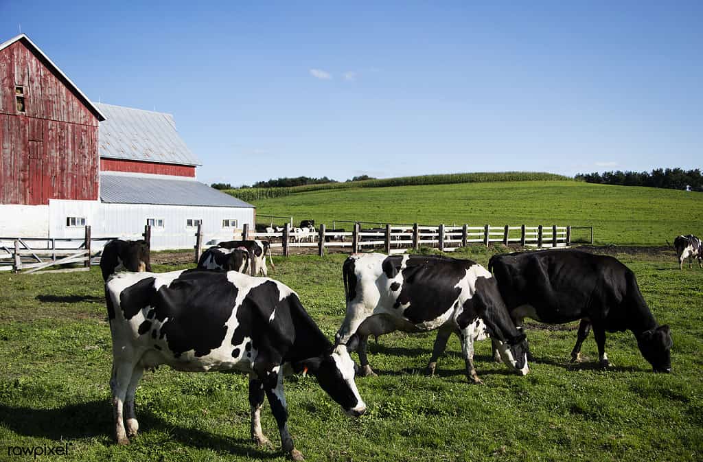 Holstein dairy cows on the Dunnum Family Farm.