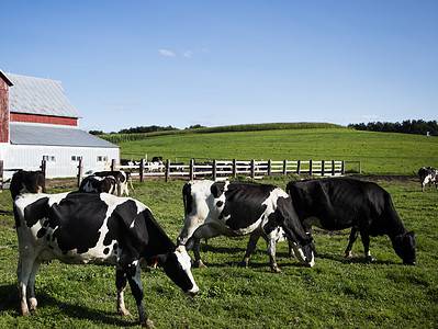 A The Top 7 States That Produce the Most Dairy