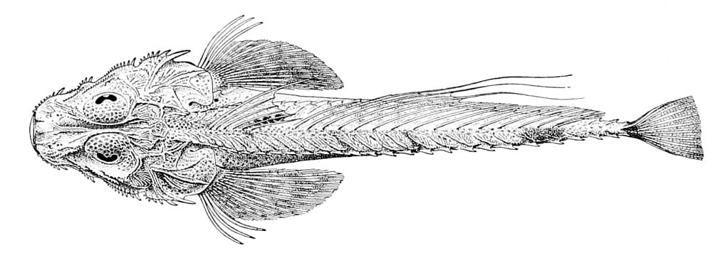 Hoplichthys citrinus (lemon ghost flathead)