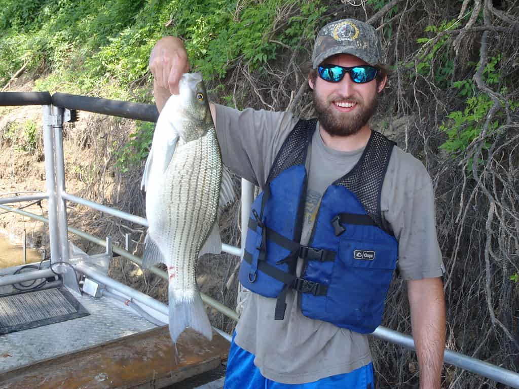 Hybrid striped bass