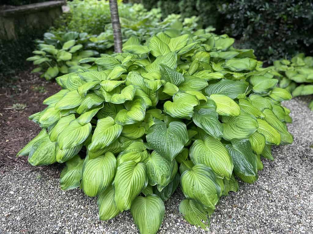 Hosta