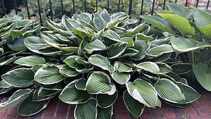 Are Hostas Poisonous To Dogs or Cats? Picture