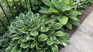 Winterizing Hostas: How to Care for Hostas in Winter Picture