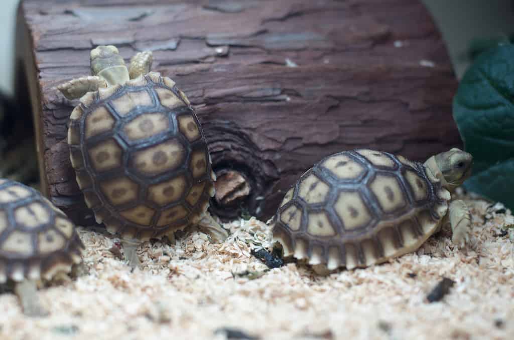 Sulcata Tortoise - A-Z Animals