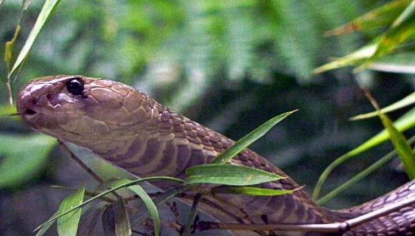 Indian Cobra - A-Z Animals