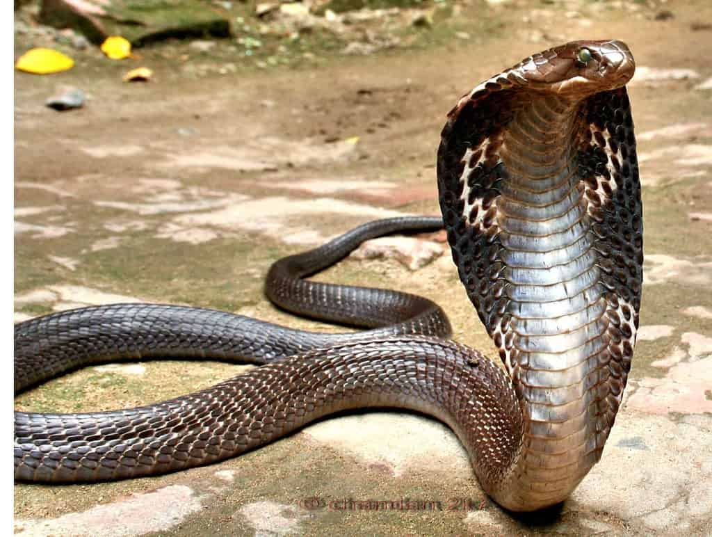 Indian_spectacled_cobra_-_Flickr_-_Scorius