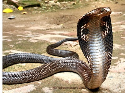 A Indian Cobra