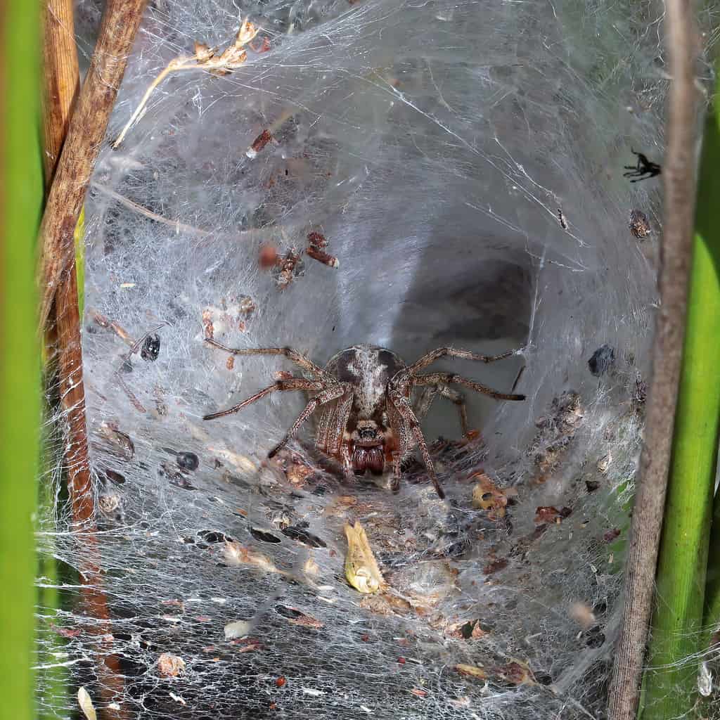 Labyrinth_spider_(Agelena_labyrinthica)_female_in_web_funnel
