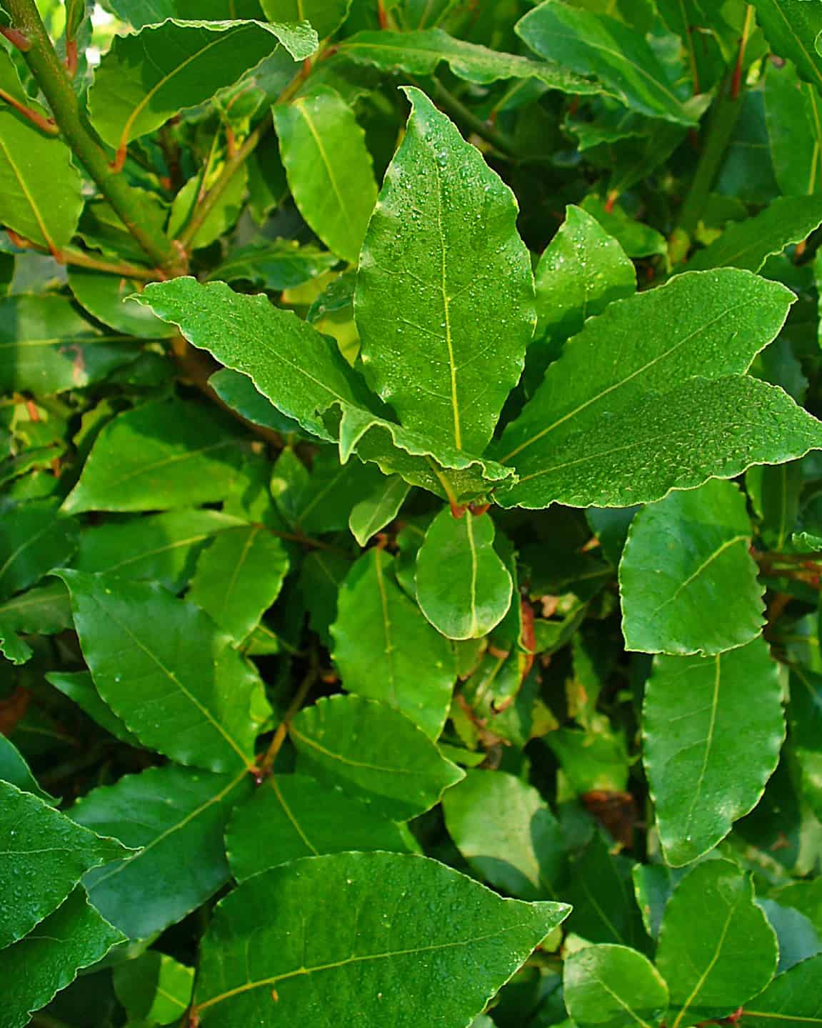 Discover 12 Smells That Flies Absolutely Hate AZ Animals