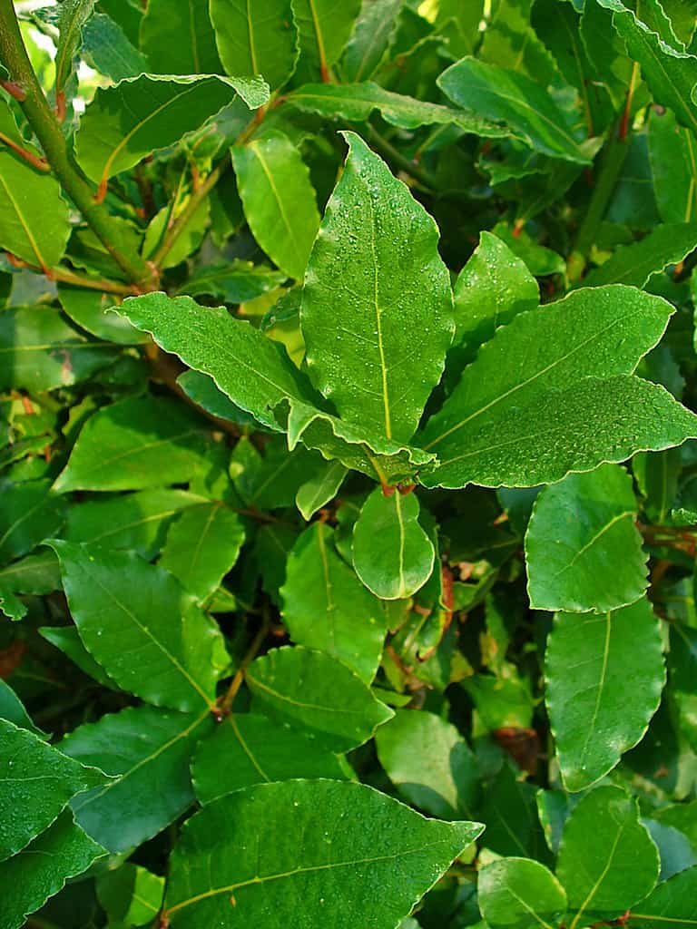 Photo of bay laurel (Taurus nobles) which is the leaf most commonly used to make bay leaves.