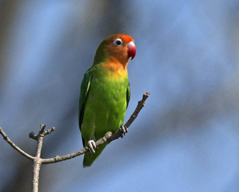 Lovebird Prices in 2024 Purchase Cost, Supplies, Food, and More! AZ Animals