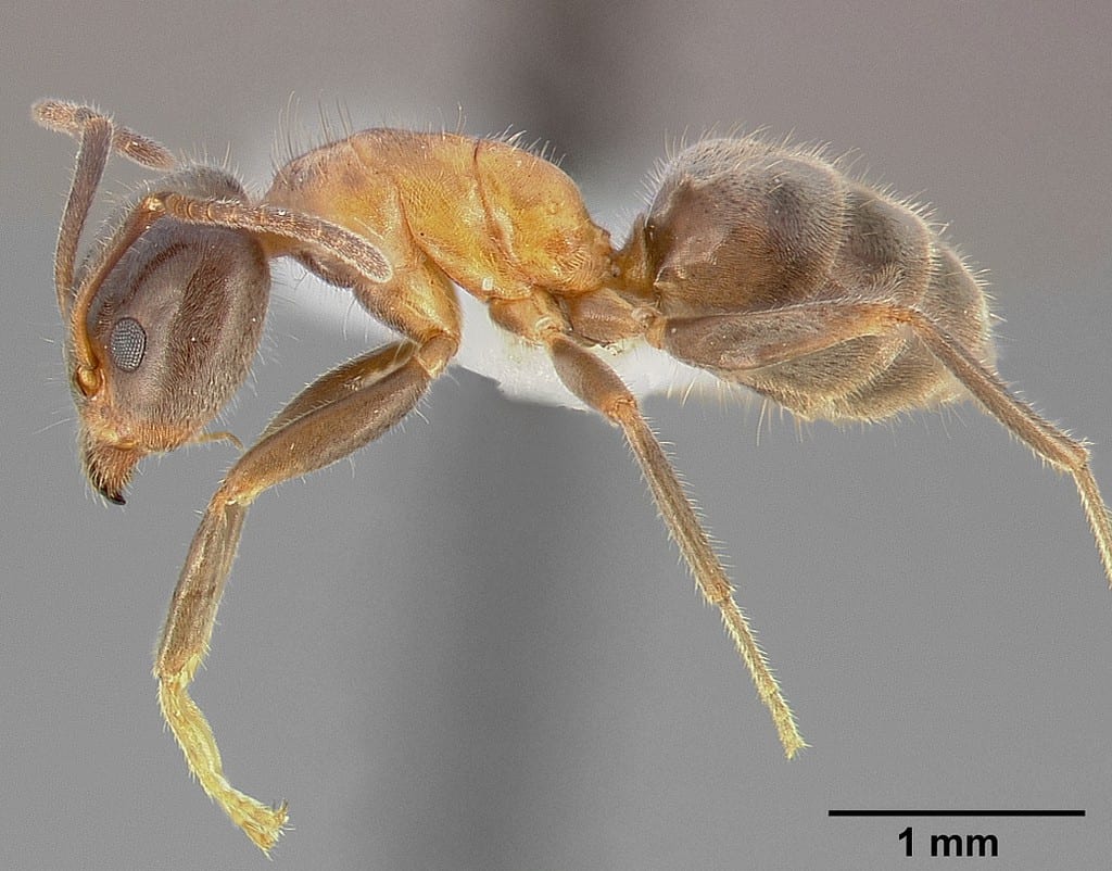 Profile view of ant Liometopum occidentale