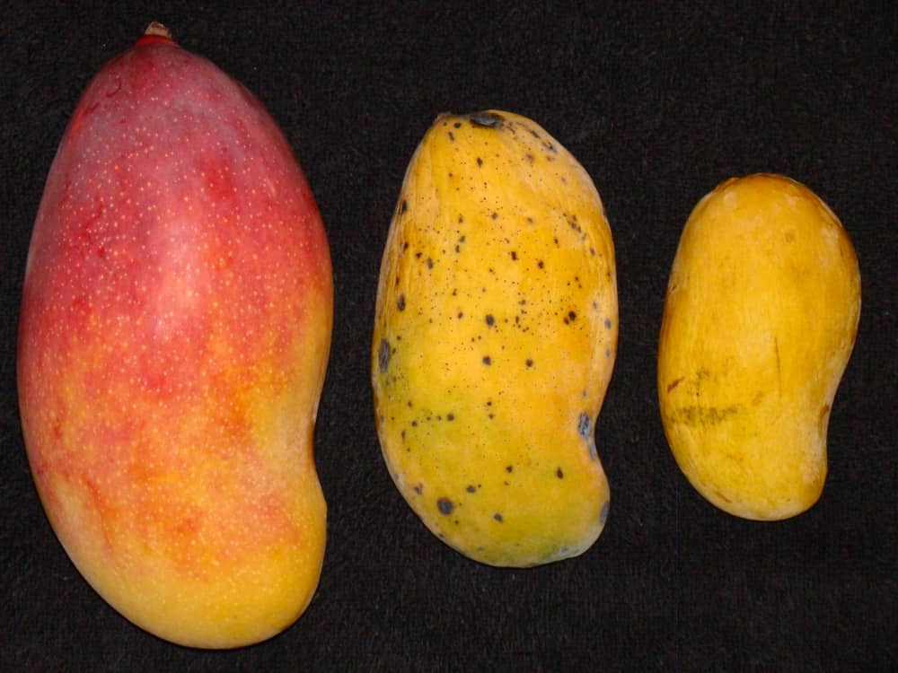 A ripe Valencia Pride mango (Mangifera indica / Anacardiaceae) from the Ghosh Grove, Rockledge, Florida is compared with a store-bought Madame Francis mango, grown in Haiti (center) and a store-bought Ataulfo mango (right), grown in Mexico.