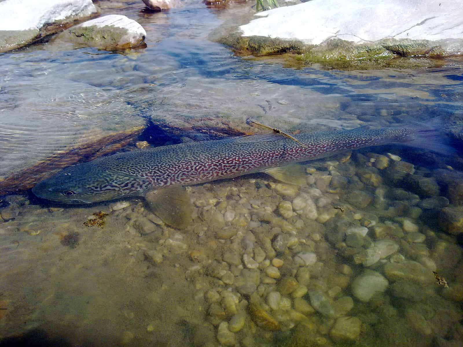 A marble trout swims against a rocky backdrop, just below the surface of the water. 