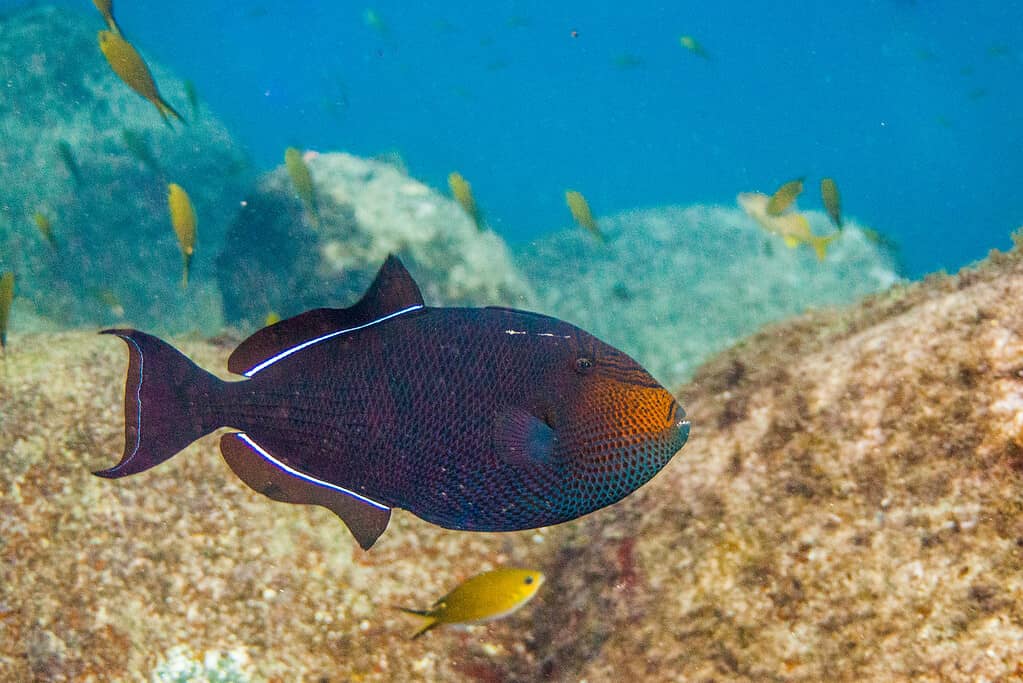 Melichthys niger black triggerfish