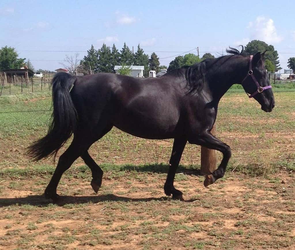 Missouri Fox Trotter horse