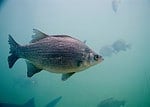 White bass
