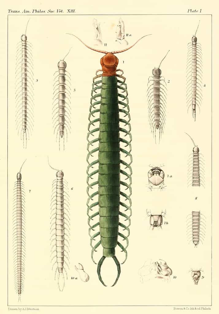 Myriapoda_of_North_America_1865_plate_I