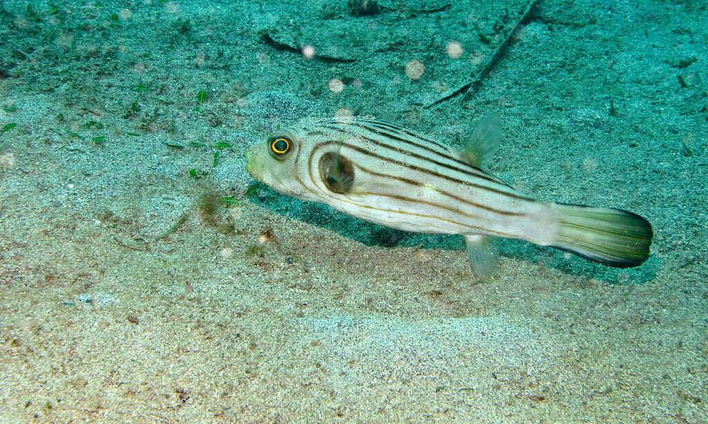 Narrow-lined puffers occur in a wide range of habitats, like seagrass beds, mangrove swamps, and reef flats.