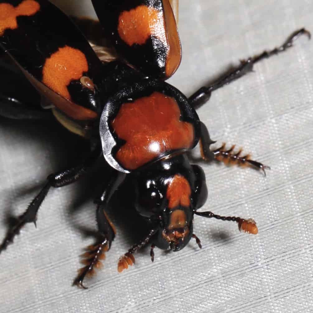 American burying beetle, or giant carrion beetle (Nicrophorus americanus) taking flight