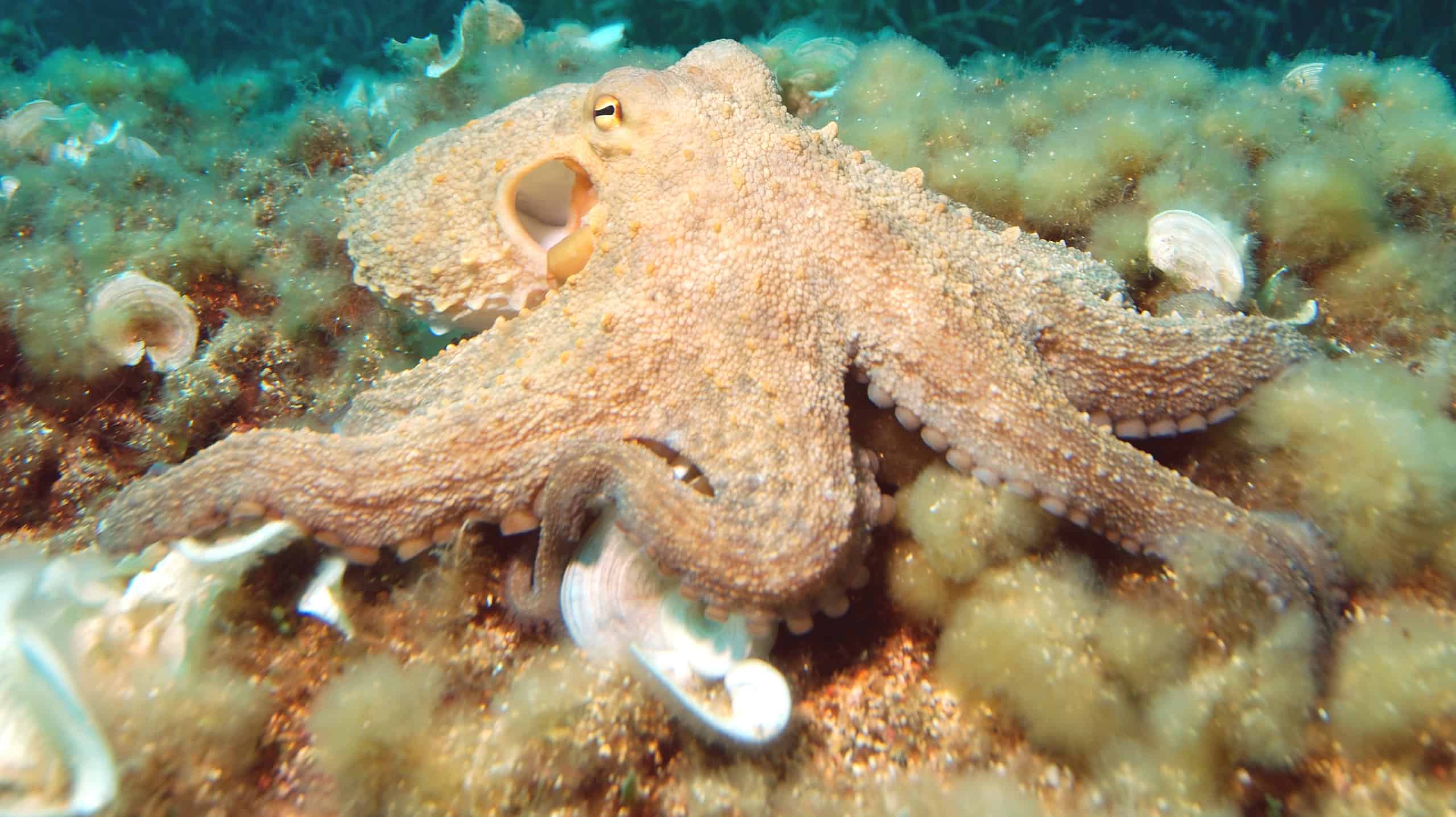 Черноморский осьминог. Калифорнийский двупятнистый осьминог. Осьминог Дофлейна гигантский. Песчаный осьминог Octopus conispadiceus (Sasaki). Спрут 8 букв